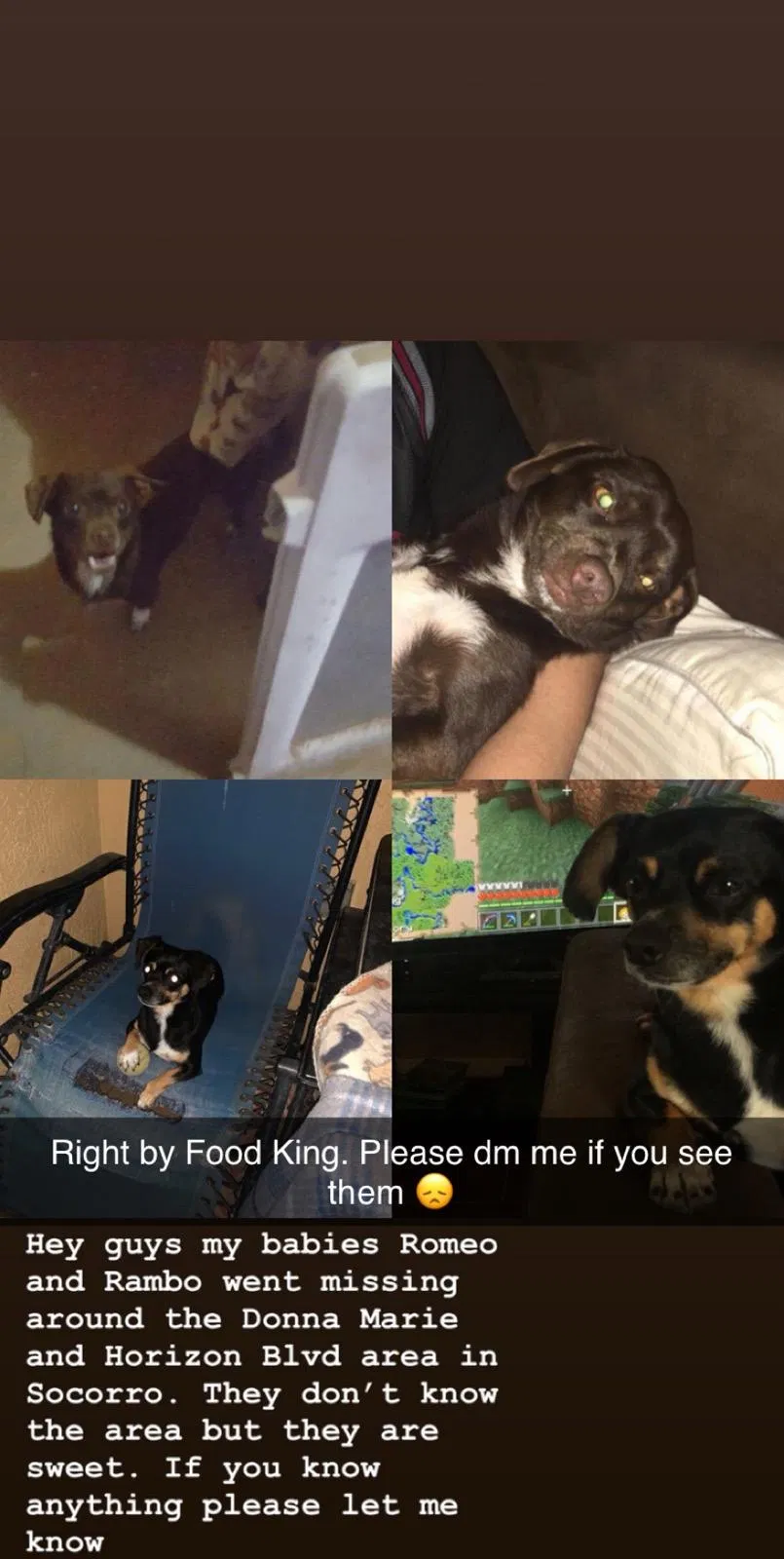 Lost dog in El Paso, TX, 79927