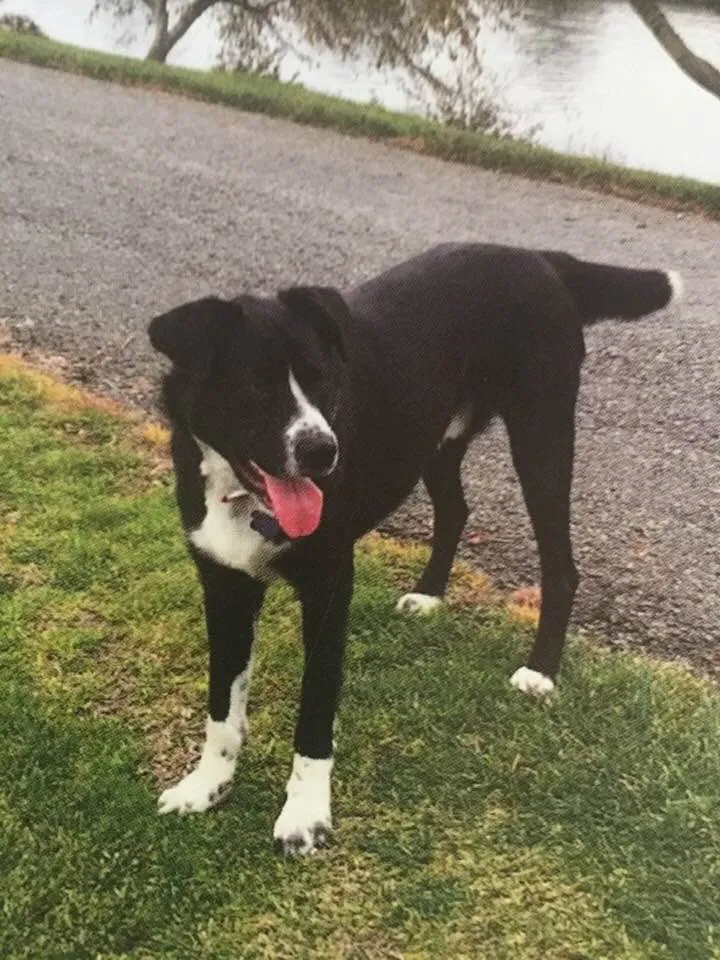 Lost dog in Rio Vista, CA, 94571