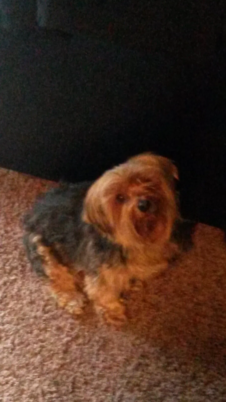 Lost dog in Indianapolis, IN, 46239