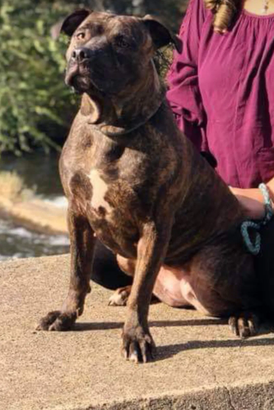 Lost dog in Fair Play, SC, 29643