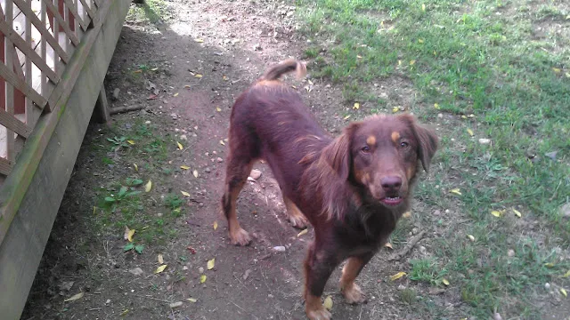 Lost dog in Bryant, AR, 72022