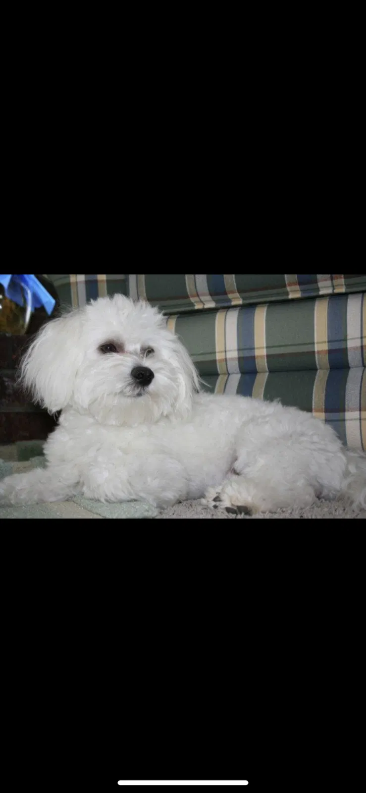 Lost dog in Oklahoma City, OK, 73160