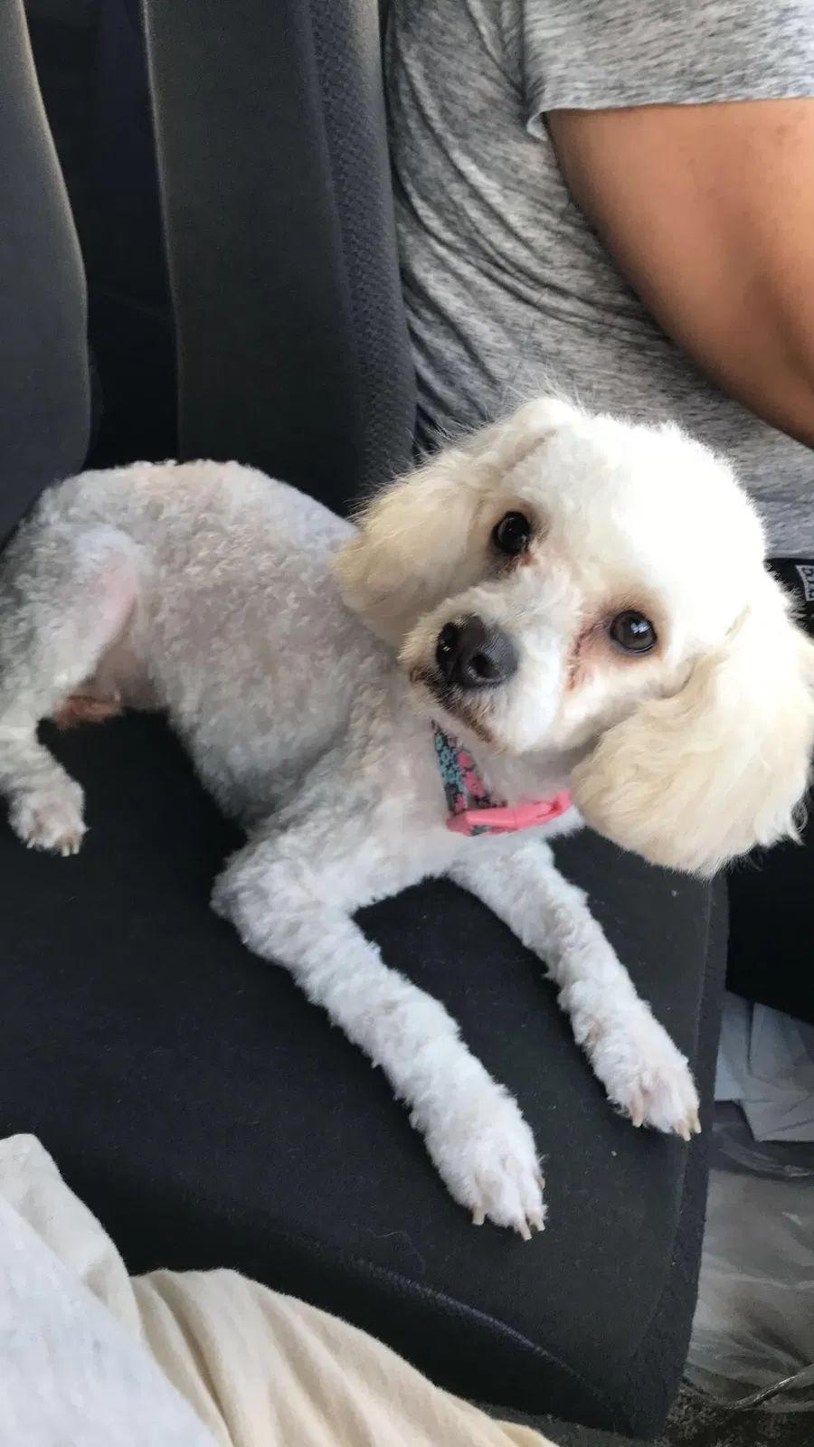 Lost dog in Fort Worth, TX, 76106