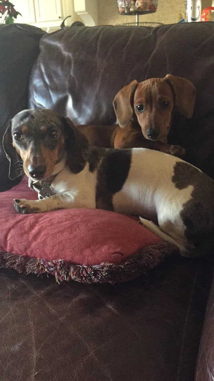 Lost dog in Plano, TX, 75075