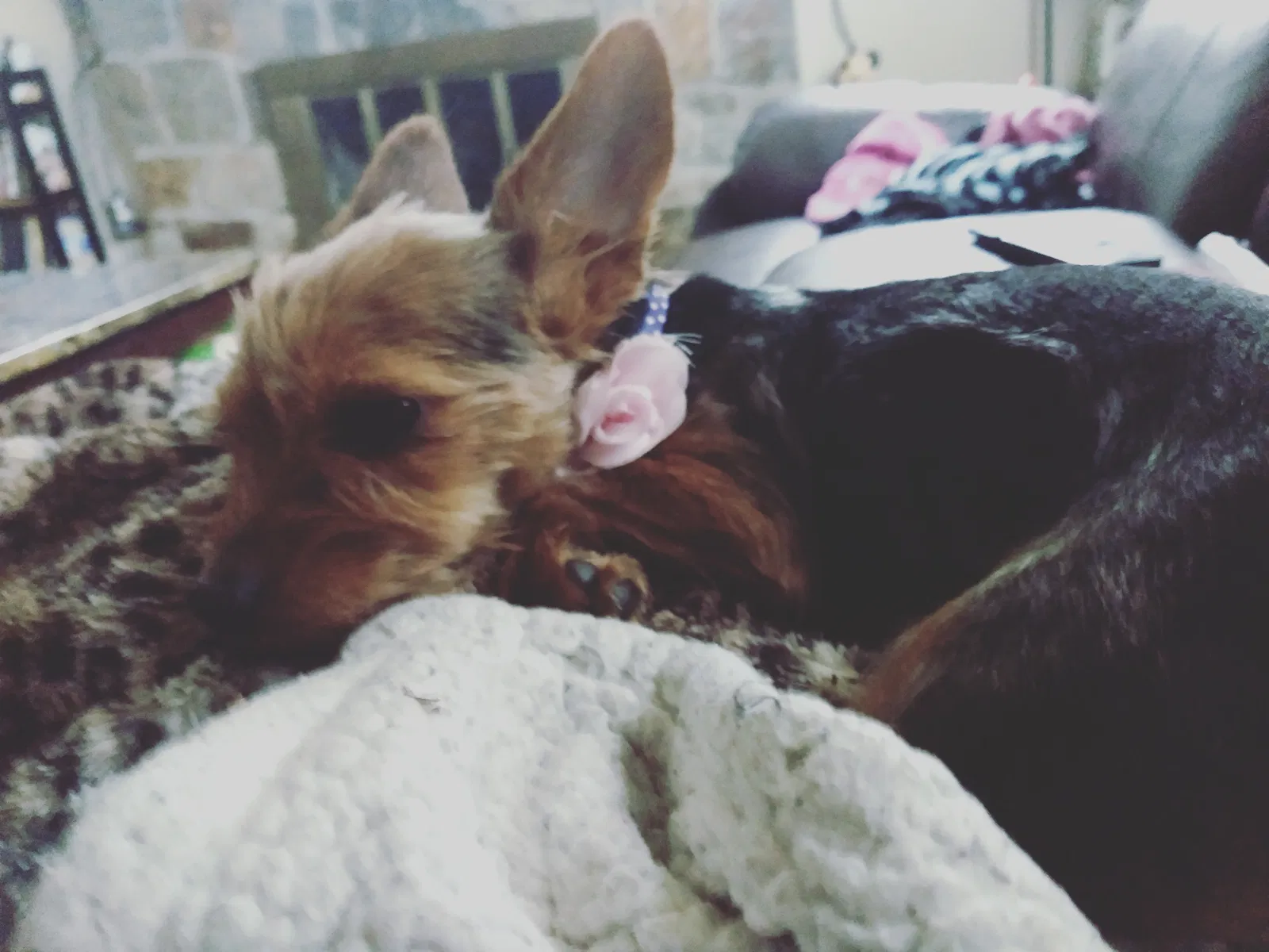 Lost dog in Yakima, WA, 98902