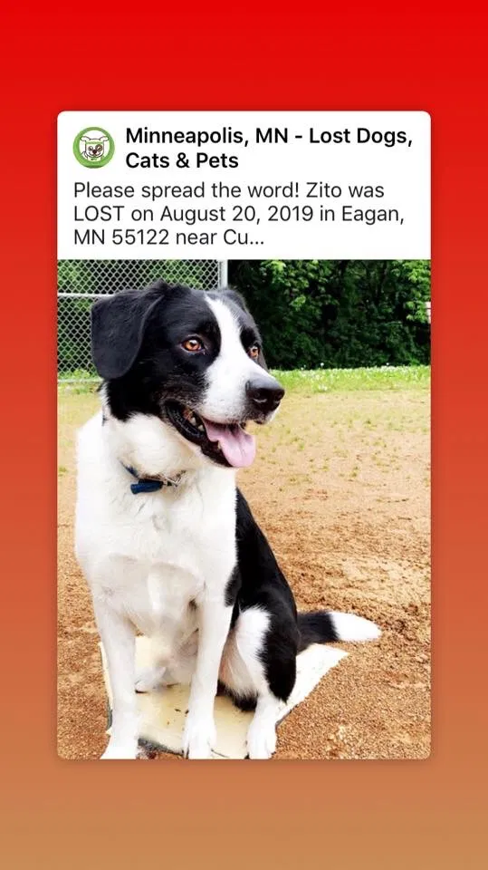 Lost dog in Saint Paul, MN, 55122