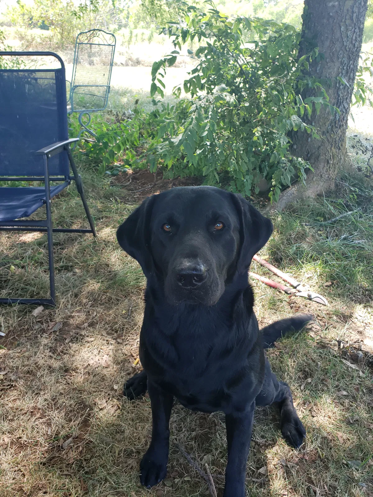 Lost dog in Oklahoma City, OK, 73165
