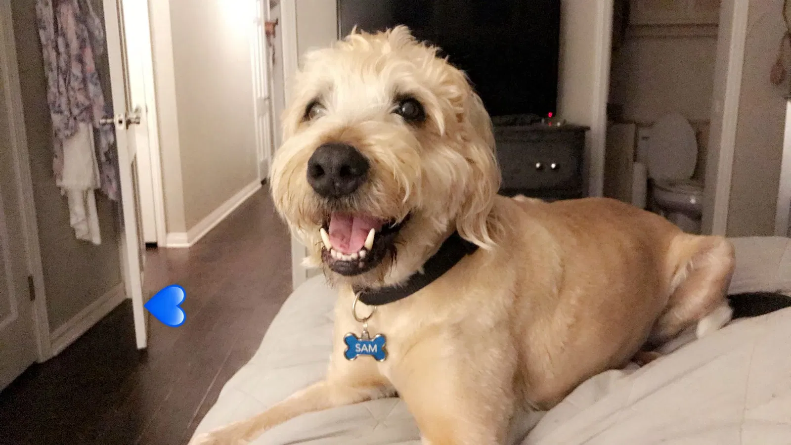 Lost dog in Oklahoma City, OK, 73112
