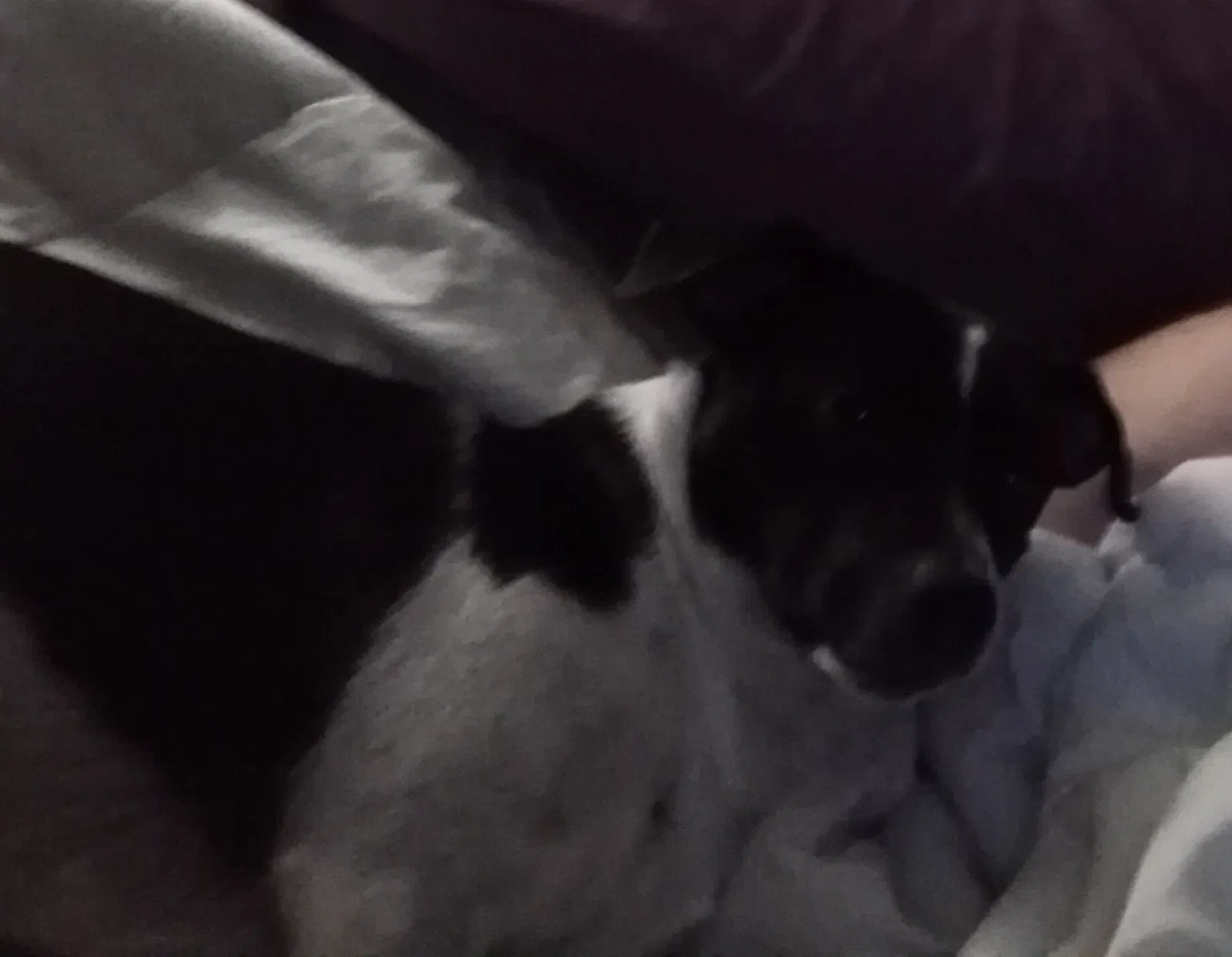 Lost dog in Sacramento, CA, 95822