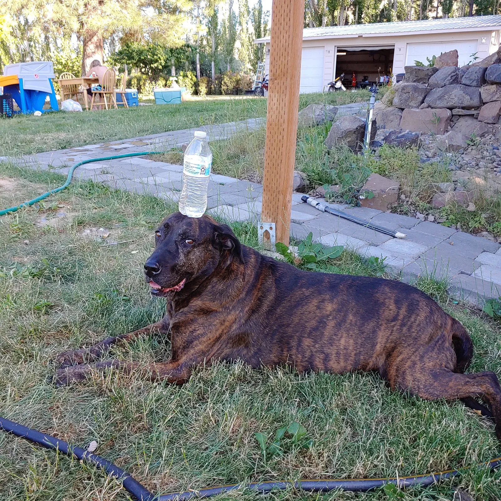 Lost dog in Benton City, WA, 99320