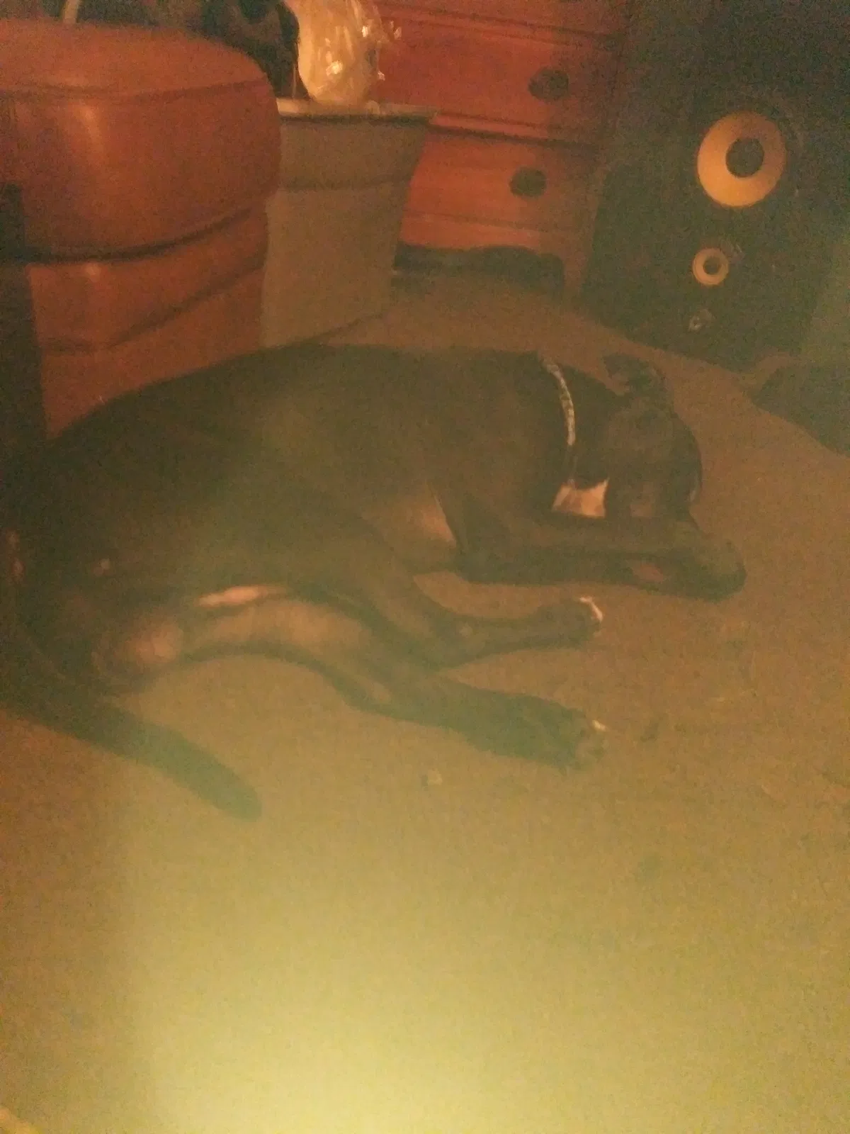 Lost dog in Syracuse, NY, 13205