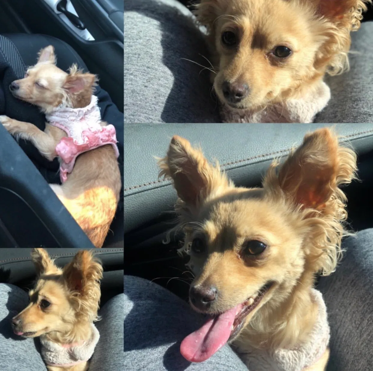 Lost dog in San Jose, CA, 95128