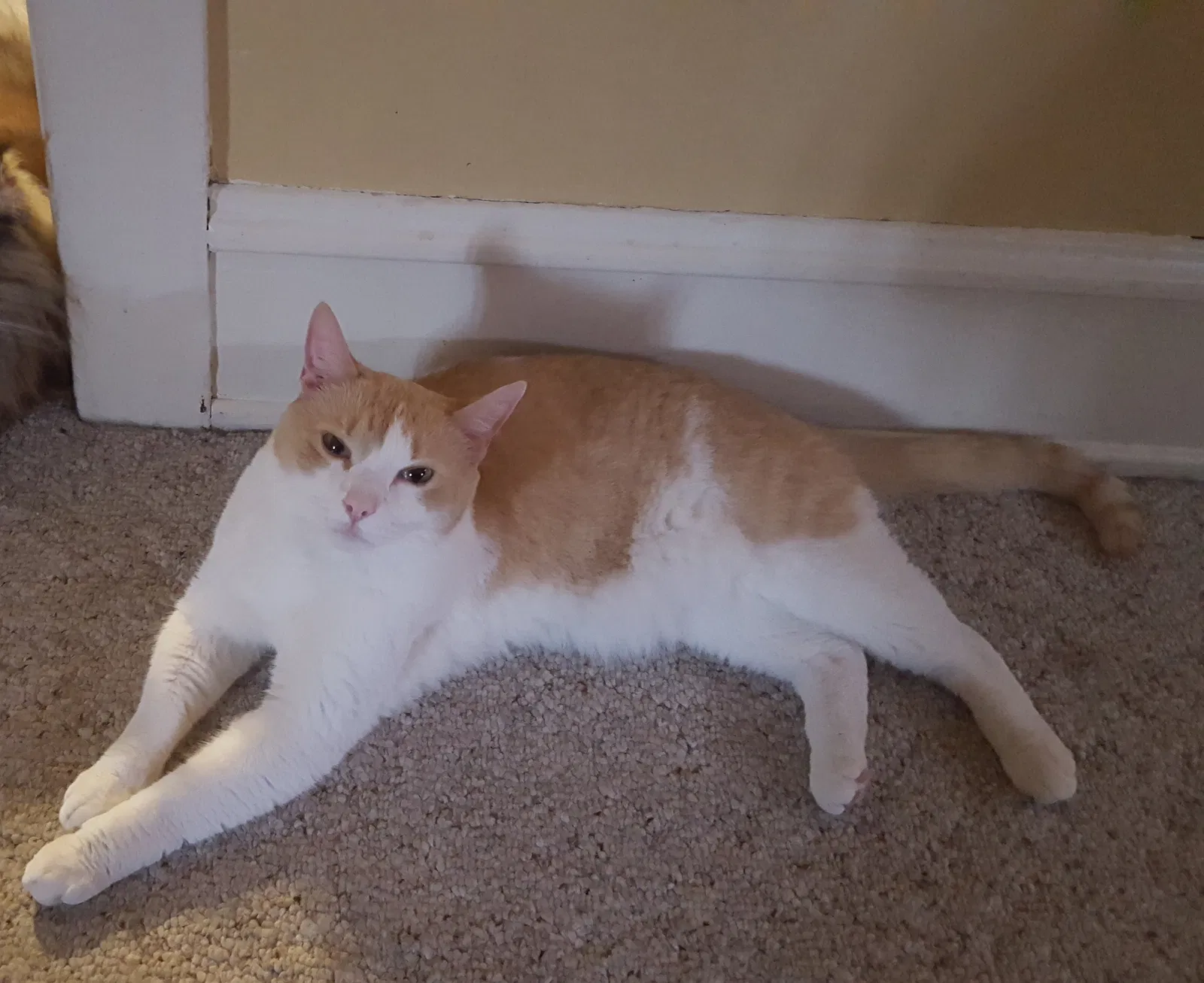 Lost cat in Williamsport, PA, 17701