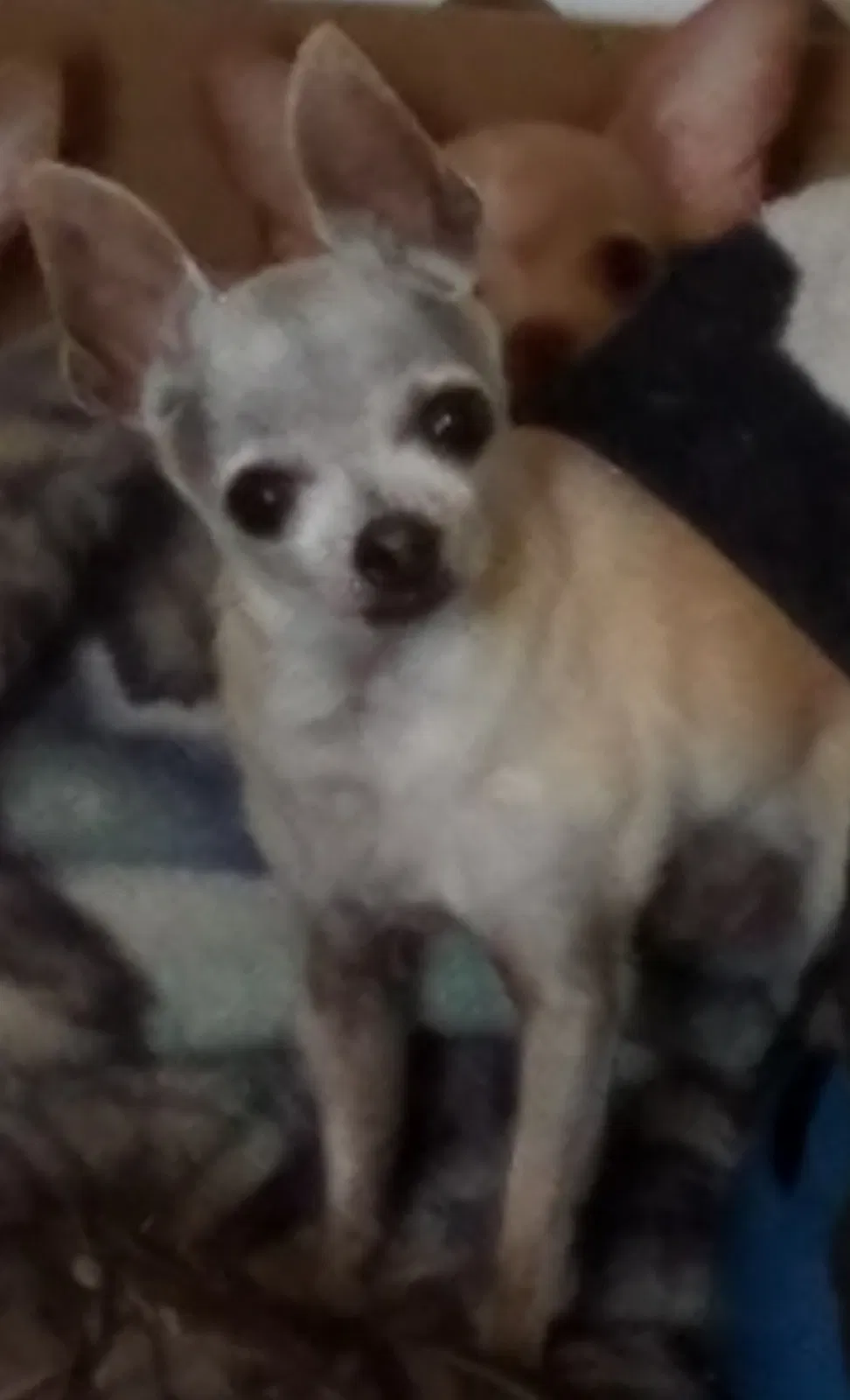 Lost dog in El Paso, TX, 79930
