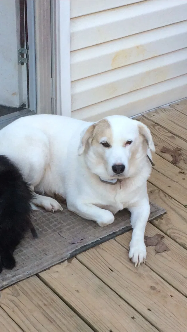 Lost dog in Jemison, AL, 35085