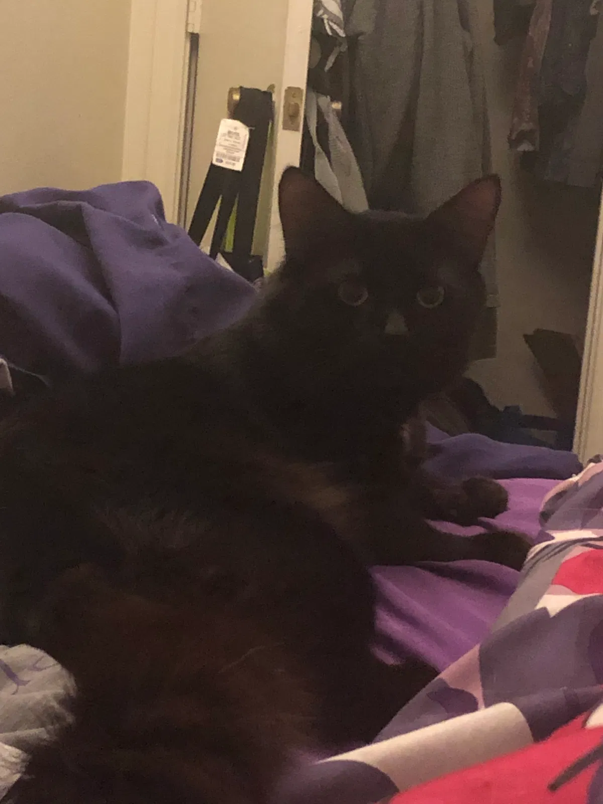 Lost cat in Denver, CO, 80234