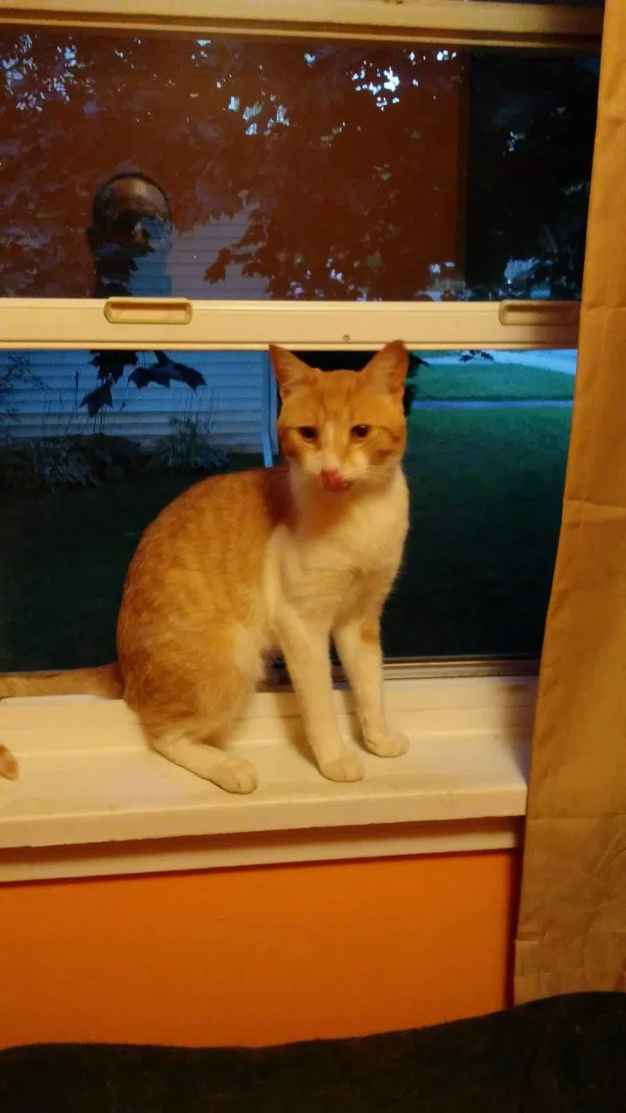 Lost cat in Bergen, NY, 14416