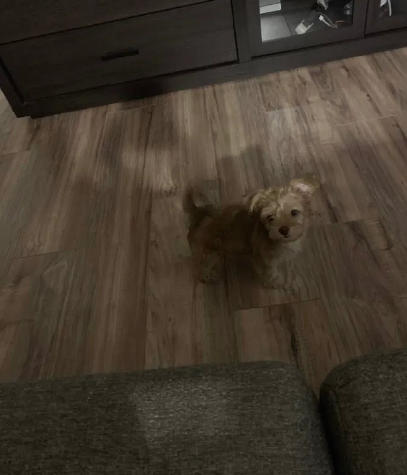 Lost dog in Colorado Springs, CO, 80916