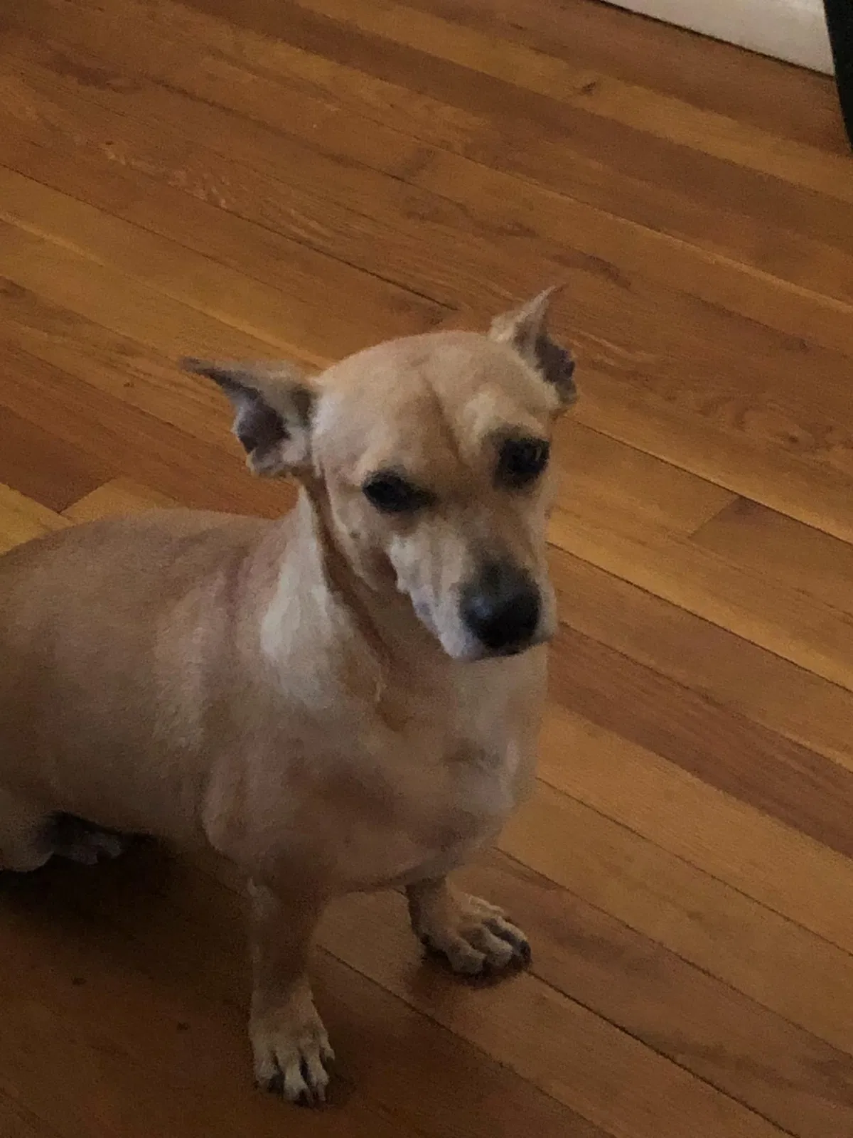 Lost dog in El Paso, TX, 79930