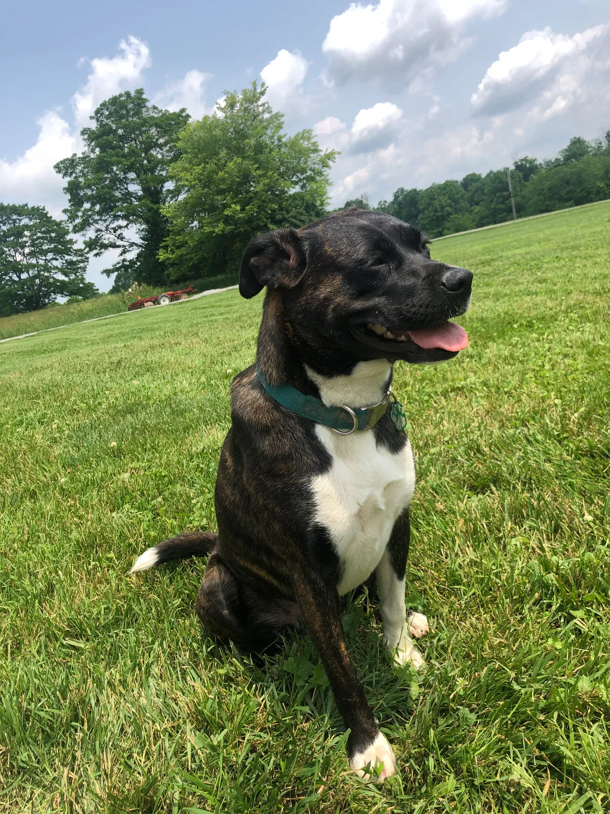 Lost dog in Sparta, KY, 41086
