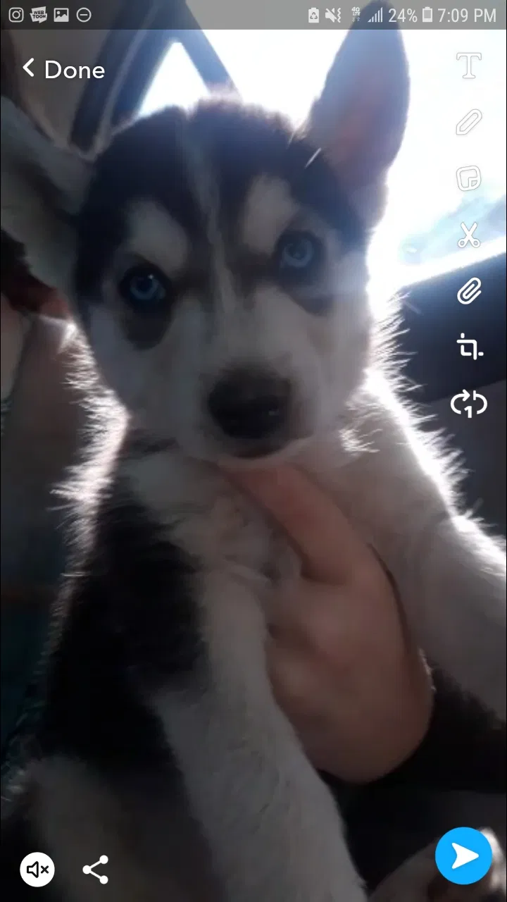 Lost dog in Hesperia, CA, 92344