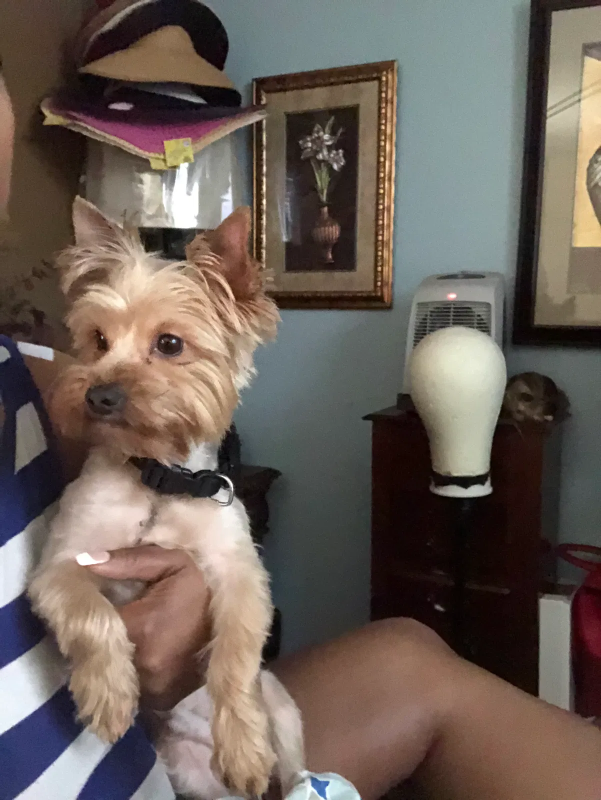 Lost dog in Hayward, CA, 94541
