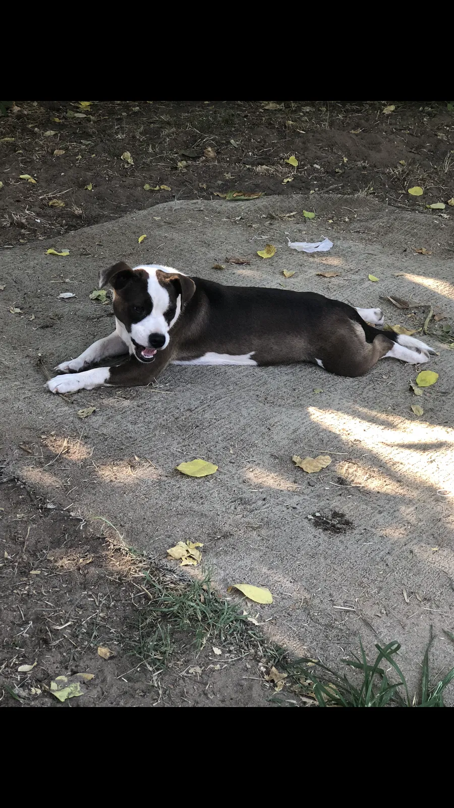 Lost dog in Turlock, CA, 95380