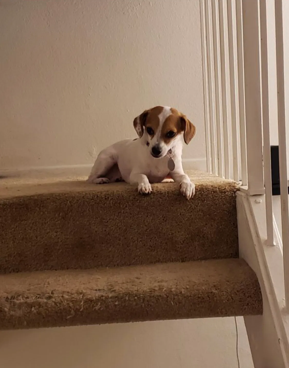 Lost dog in Stanton, CA, 90680