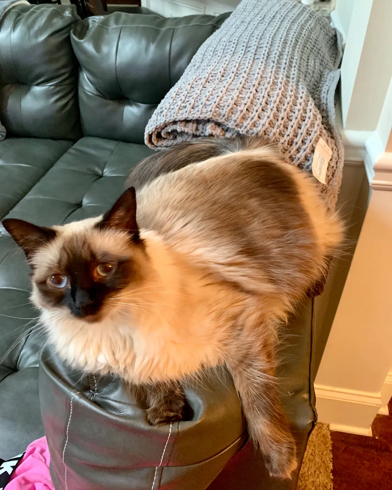 Lost cat in Dacula, GA, 30019