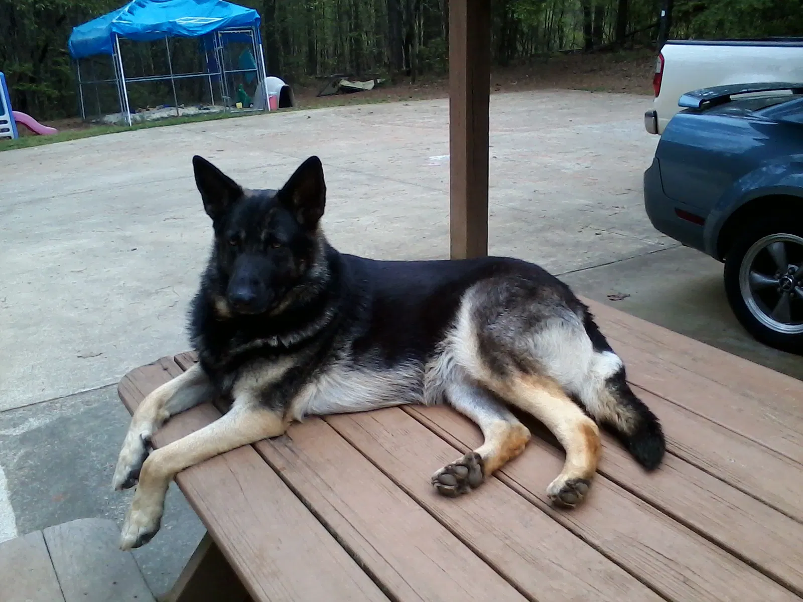 Lost dog in Lagrange, GA, 30240