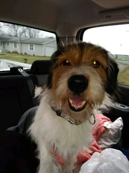 Lost dog in Independence, MO, 64052
