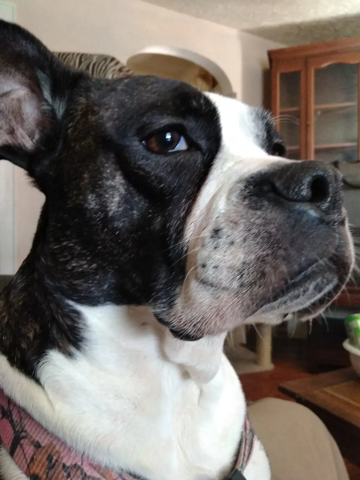 Lost dog in Middletown, OH, 45042
