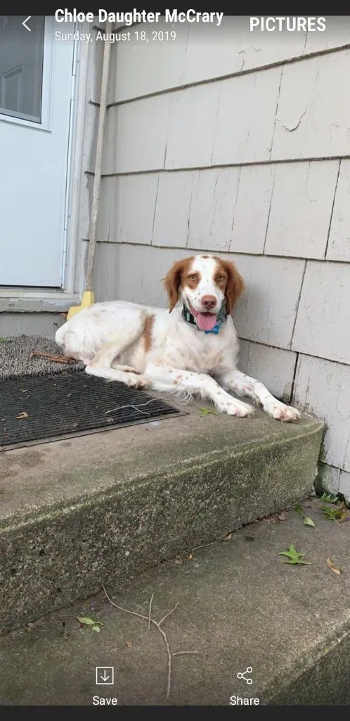 Lost dog in Mission, KS, 66202