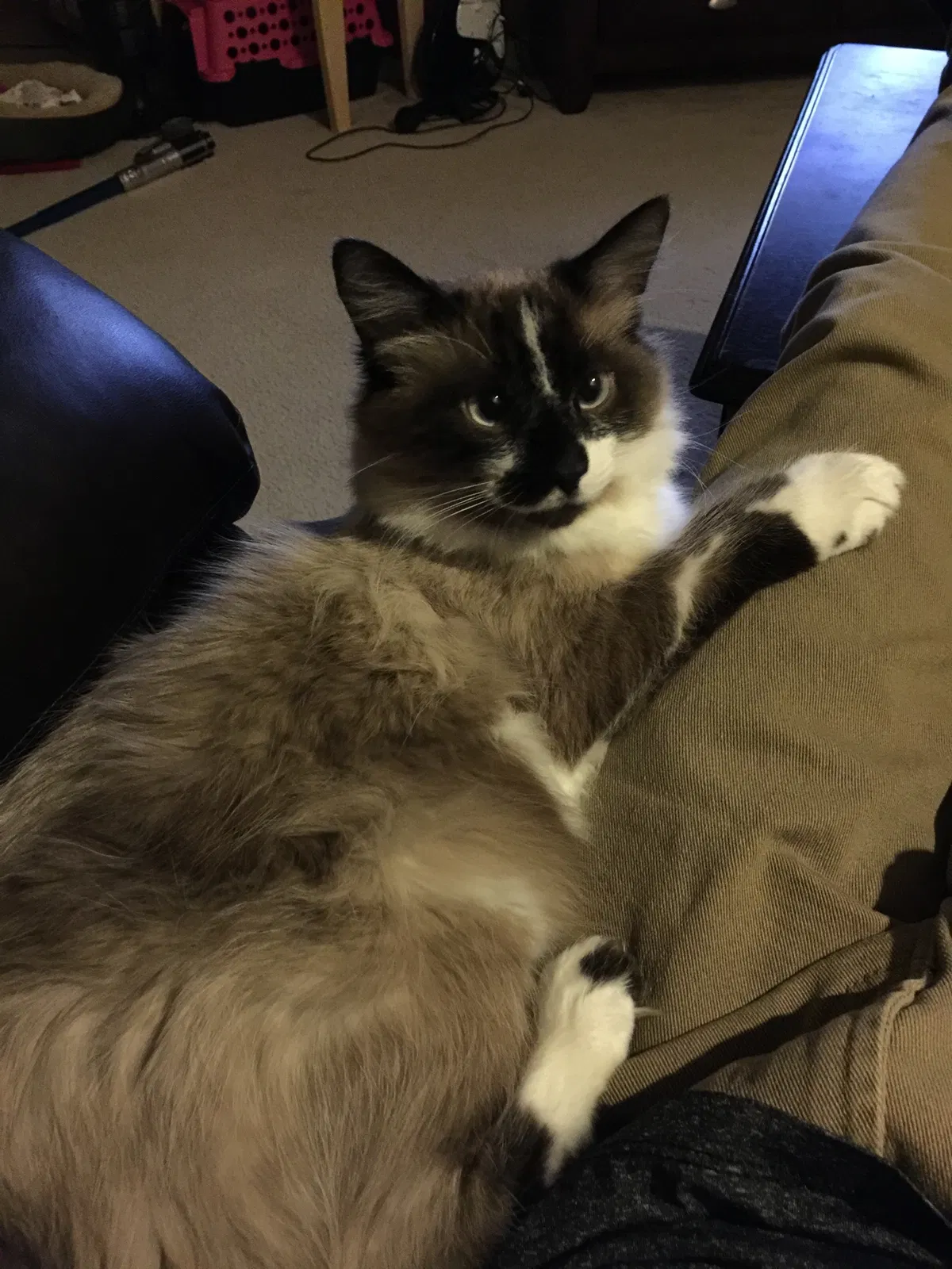 Lost cat in Windsor, CO, 80550