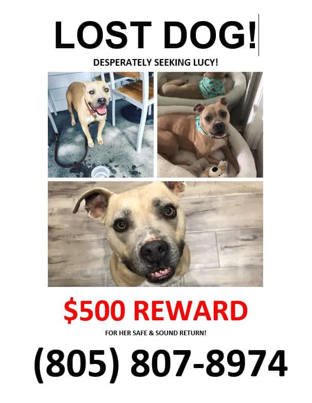 Lost dog in Newbury Park, CA, 91320