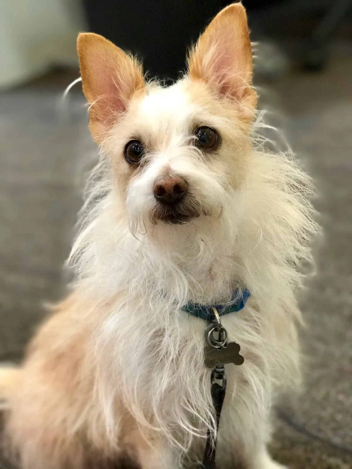 Lost dog in Los Angeles, CA, 90043