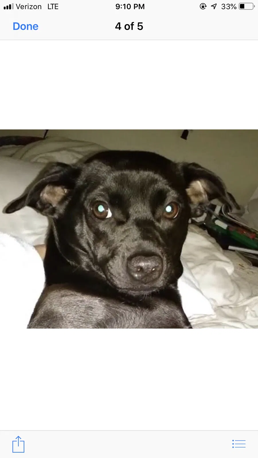 Lost dog in Searcy, AR, 72143