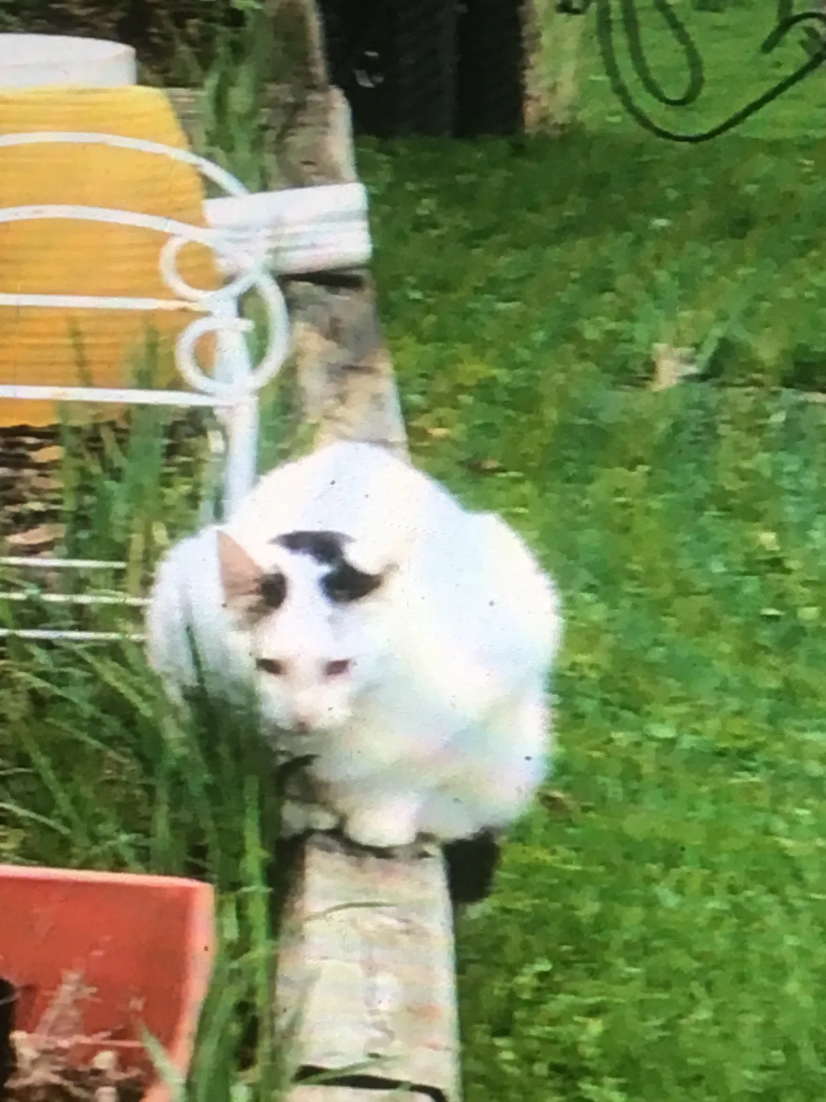 Lost cat in Burnsville, MN, 55337