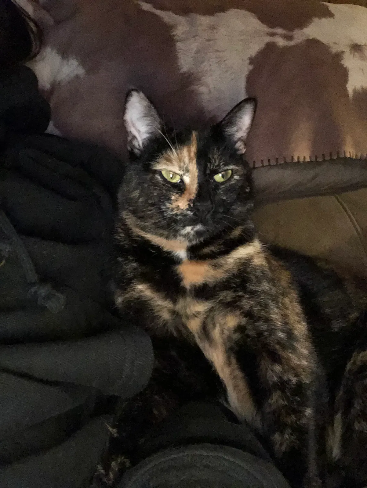 Lost cat in Oklahoma City, OK, 73165