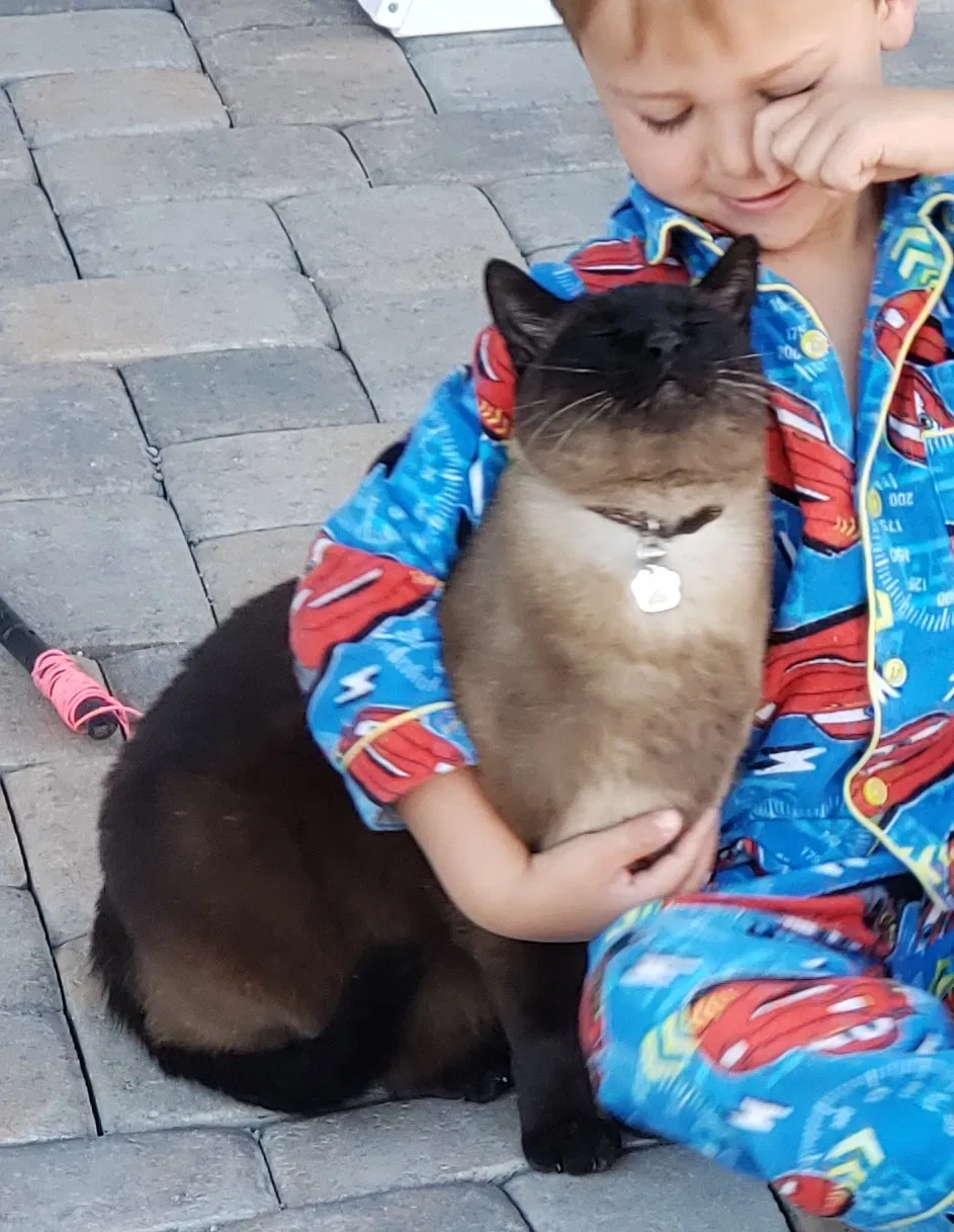 Lost cat in Gardnerville, NV, 89410