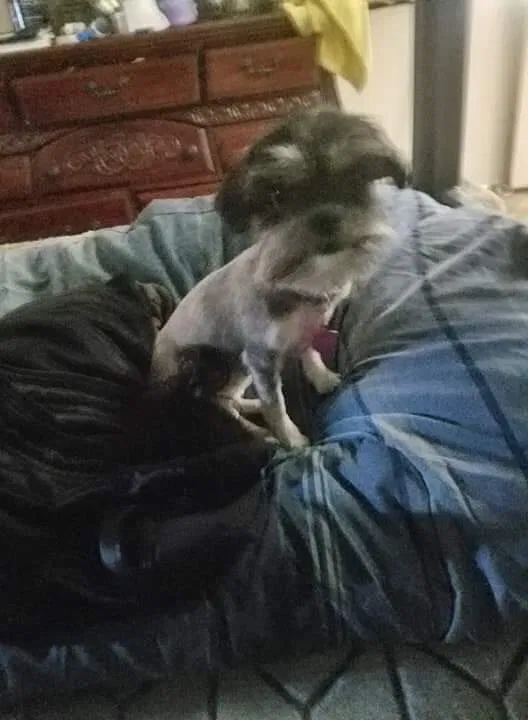 Lost dog in Winnetka, CA, 91306