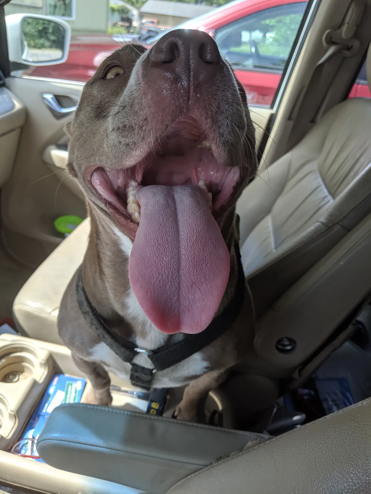 Found dog in Granite Falls, MN, 56241