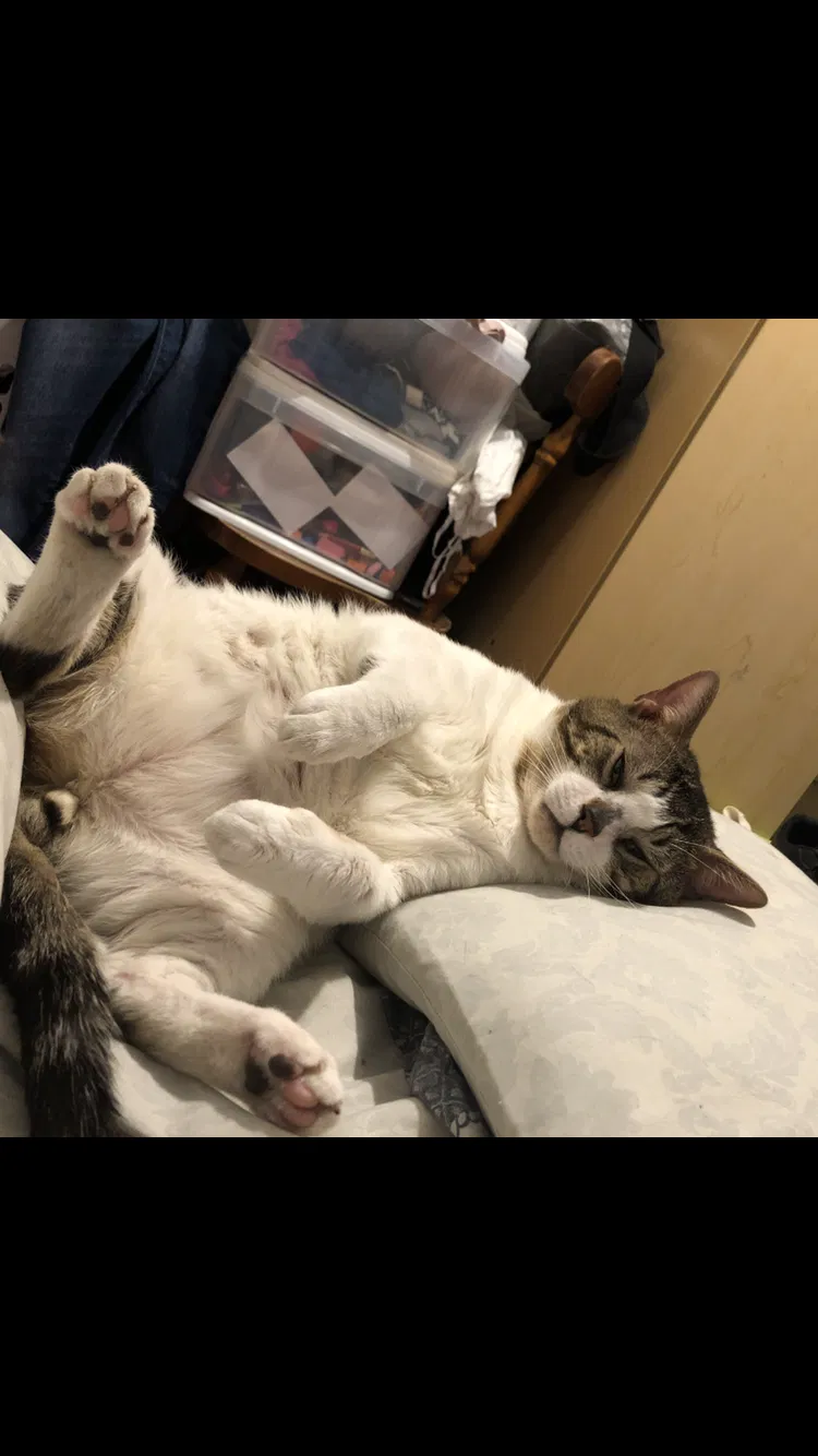 Lost cat in Brooklyn, NY, 11237
