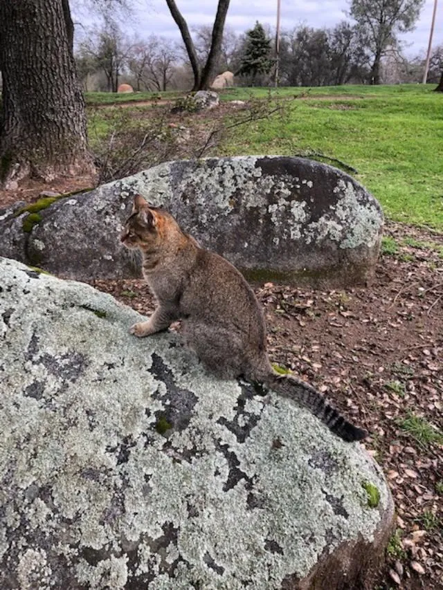 Lost cat in Loomis, CA, 95650