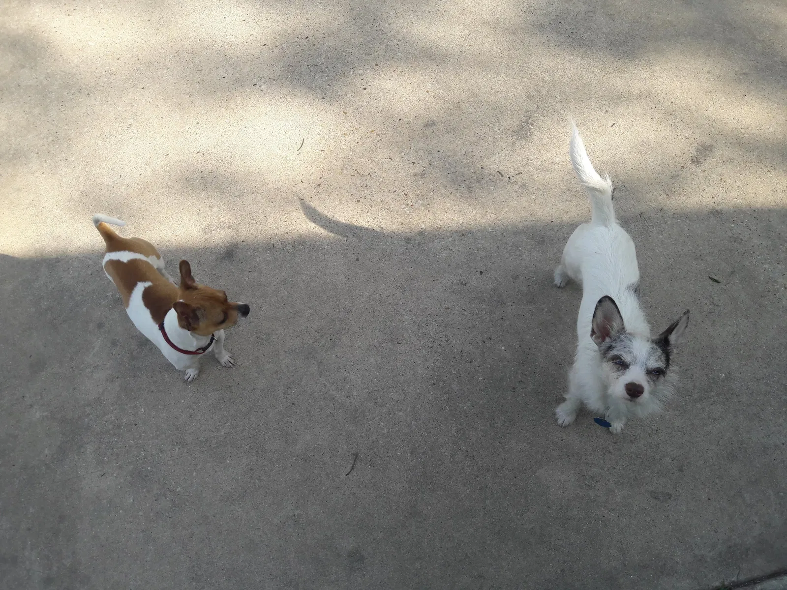 Lost dog in Haslet, TX, 76052