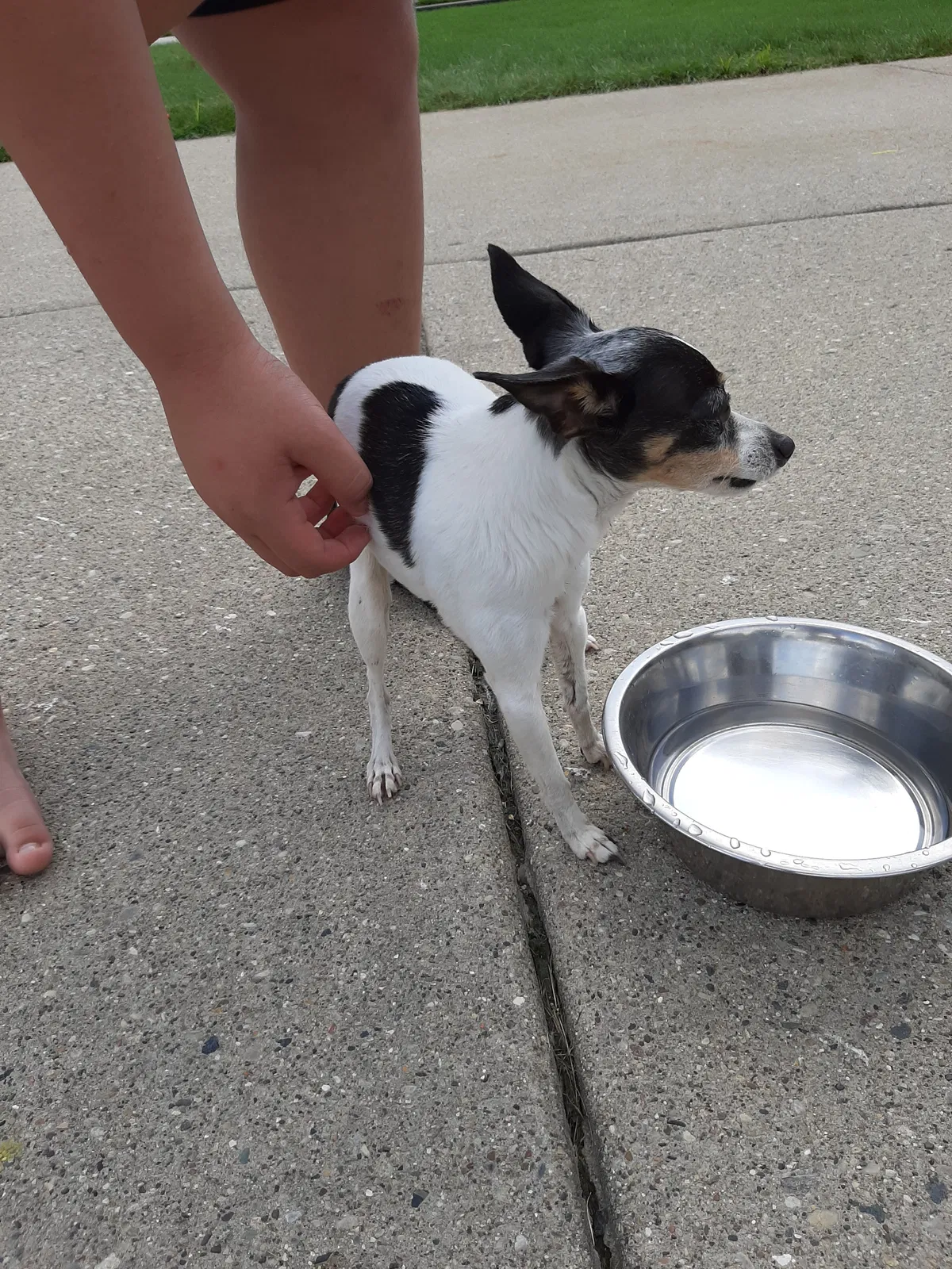 Found dog in Macomb, MI, 48044