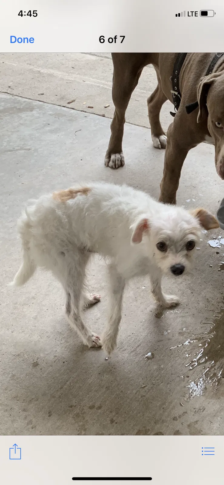 Lost dog in San Diego, CA, 92139