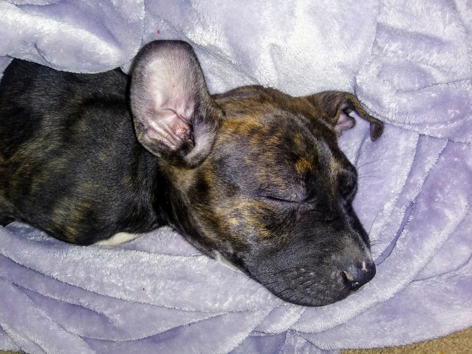 Lost dog in Edmond, OK, 73003