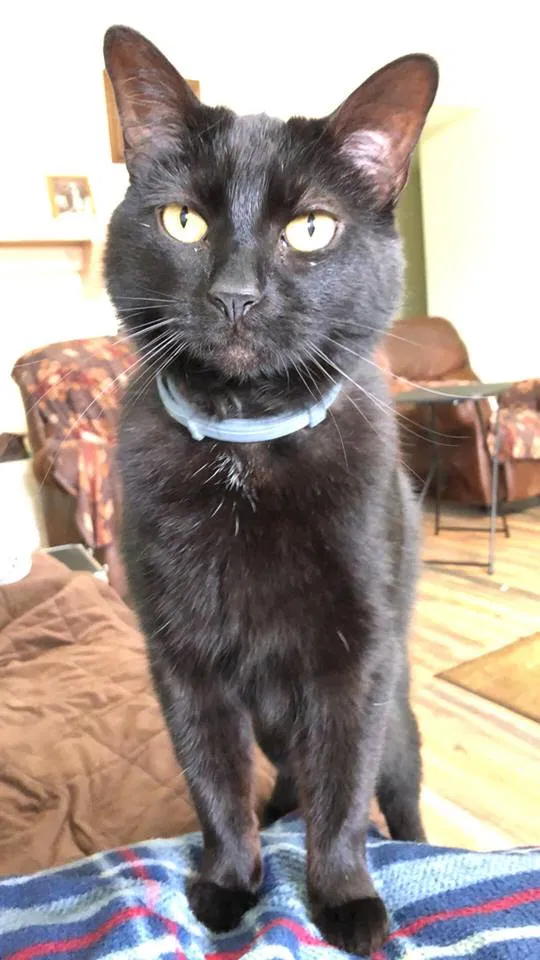Lost cat in Coweta, OK, 74429