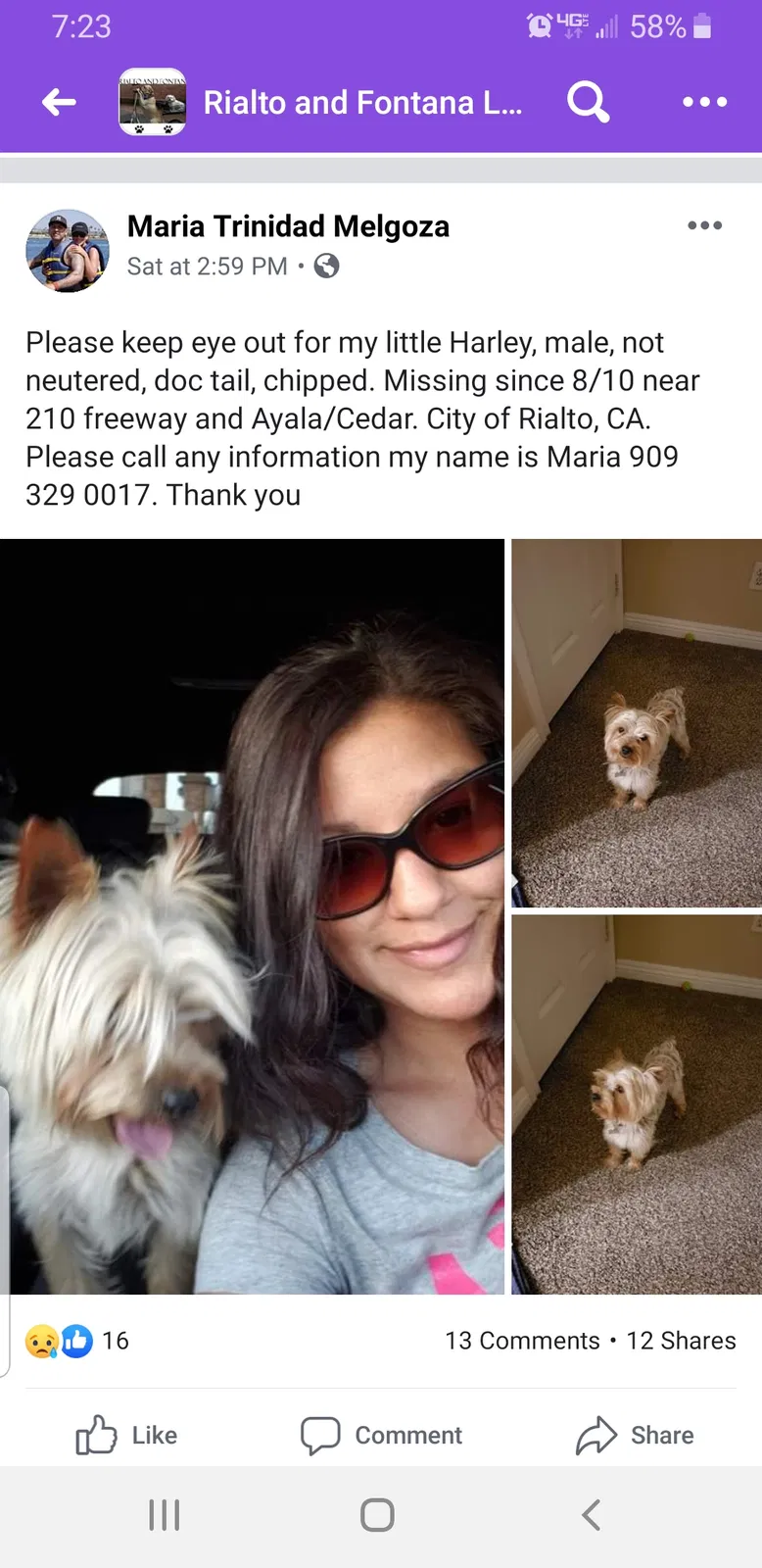 Lost dog in Rialto, CA, 92377